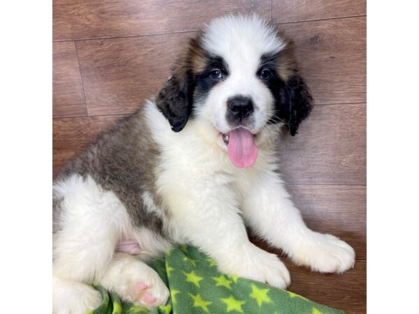 Saint Bernard DOG Male Brown / White 2593 Petland Florence, Kentucky