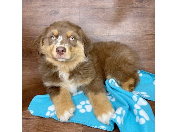 Australian Shepherd-DOG-Male-Red-2592-Petland Florence, Kentucky
