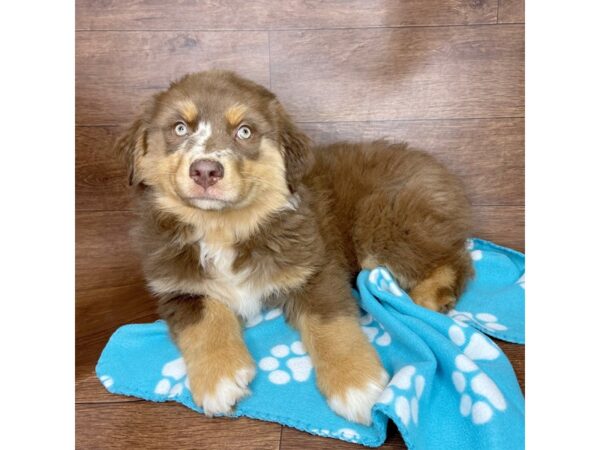 Australian Shepherd DOG Male Red 2592 Petland Florence, Kentucky