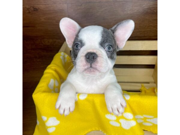 French Bulldog DOG Female White / Blue 2591 Petland Florence, Kentucky