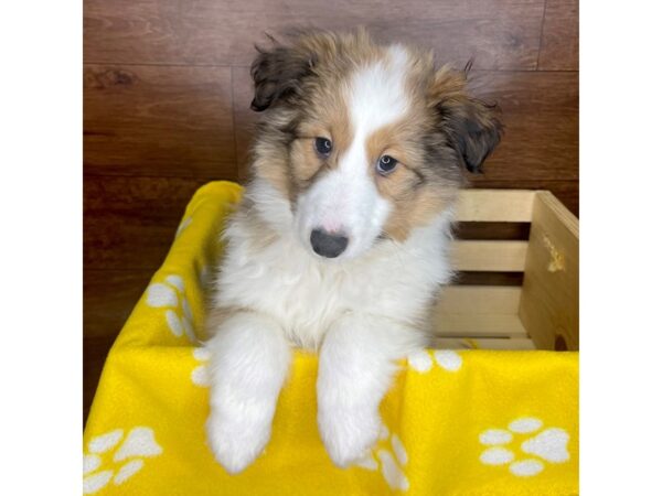 Shetland Sheepdog DOG Male Sable / White 2587 Petland Florence, Kentucky