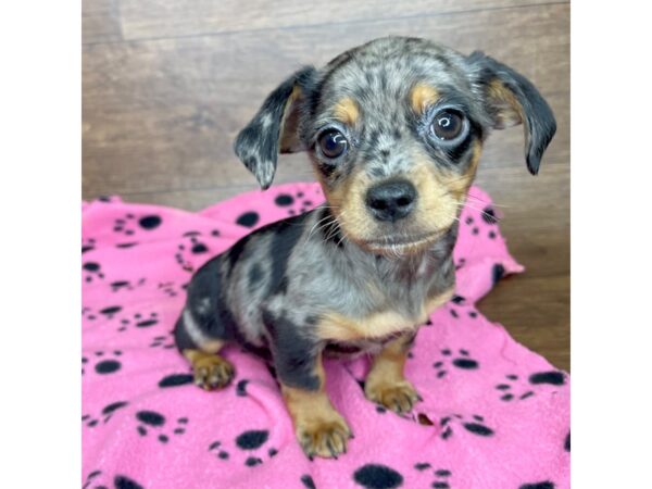 Chiweenie-DOG-Female-Black / Tan-2586-Petland Florence, Kentucky