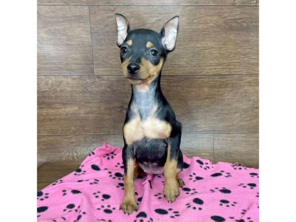 Miniature Pinscher DOG Female Black / Tan 2585 Petland Florence, Kentucky