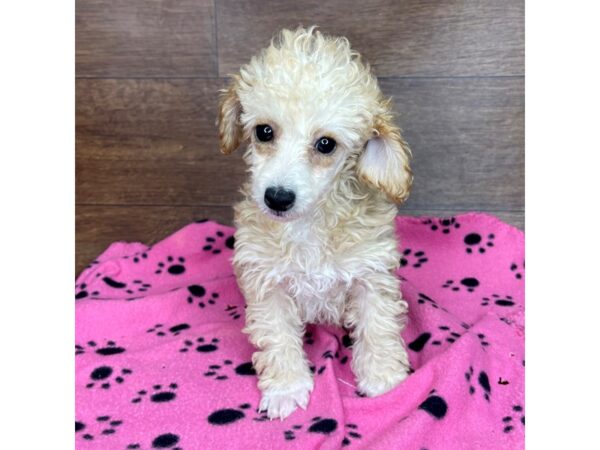 Poodle-DOG-Female-Apricot-2583-Petland Florence, Kentucky