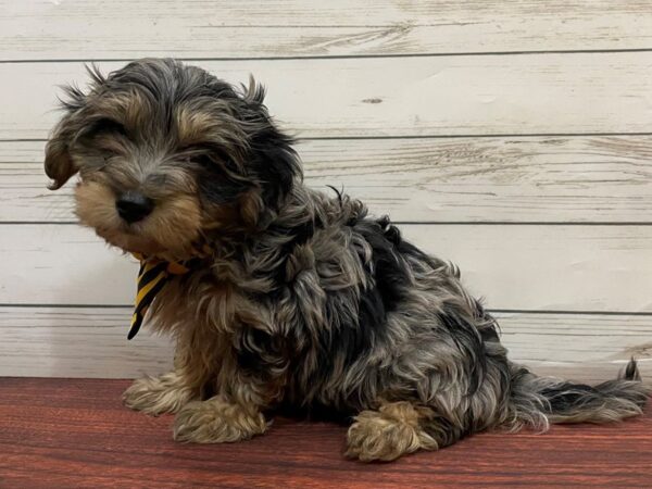 Maltese/Dachshund DOG Male Blue / Cream 2700 Petland Florence, Kentucky