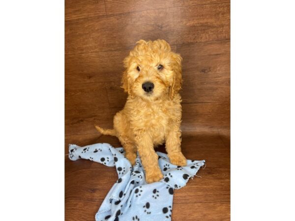 Goldendoodle DOG Male Gold 2605 Petland Florence, Kentucky