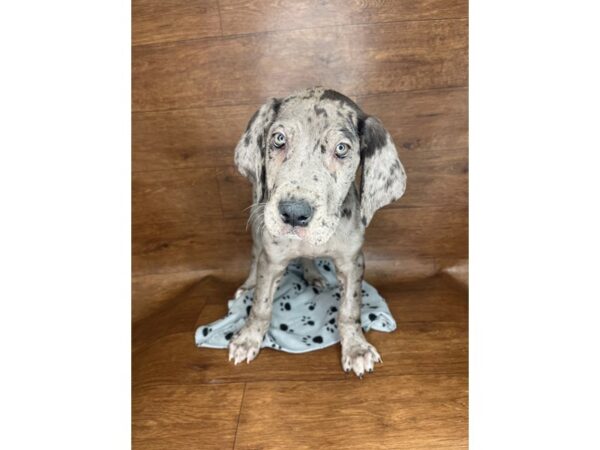 Great Dane-DOG-Male-Blue Merle-2606-Petland Florence, Kentucky