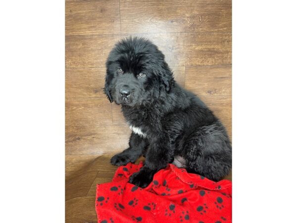 Newfoundland DOG Male Black 2604 Petland Florence, Kentucky