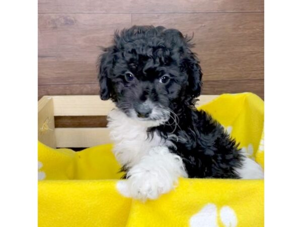 Mini Goldendoodle DOG Male Black and White 2611 Petland Florence, Kentucky