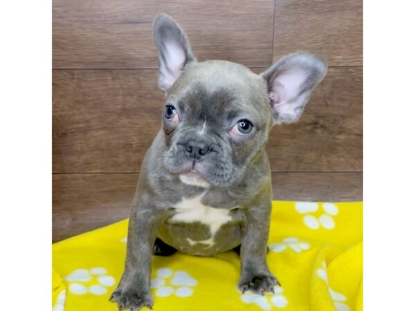 Frenchton DOG Female Blue Brindle 2610 Petland Florence, Kentucky