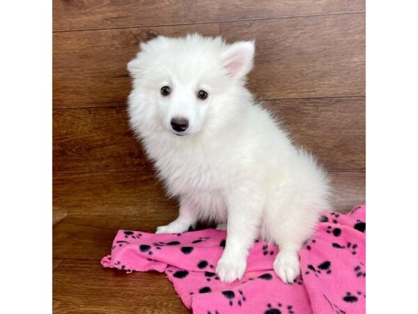 American Eskimo Dog DOG Female White 2609 Petland Florence, Kentucky