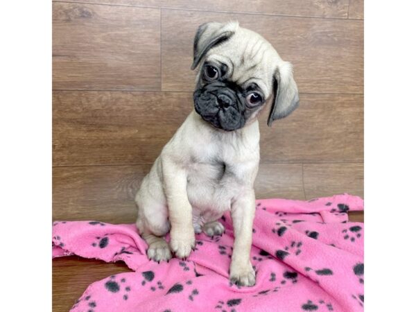 Pug DOG Male Fawn 2608 Petland Florence, Kentucky