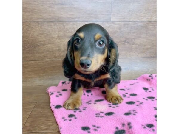 Dachshund DOG Female Black / Tan 2607 Petland Florence, Kentucky