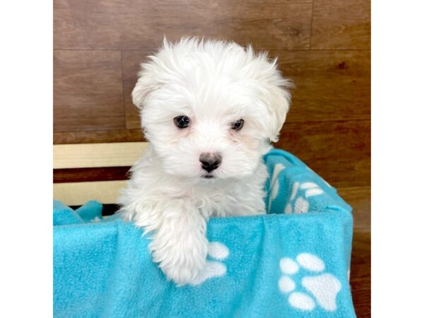 Maltese DOG Male White 2602 Petland Florence, Kentucky