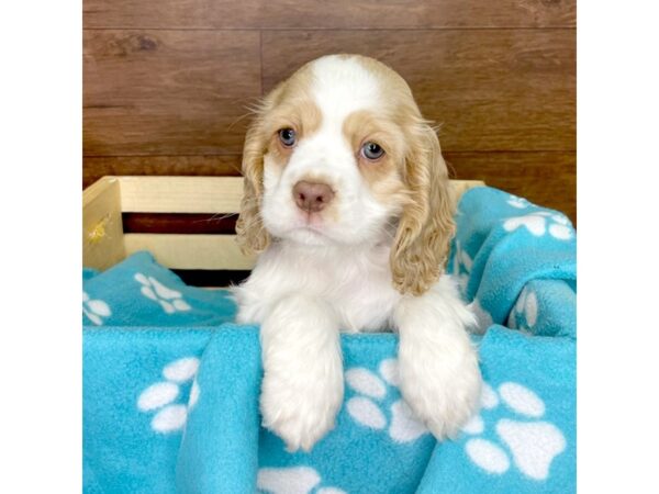 Cocker Spaniel DOG Female Buff / White 2601 Petland Florence, Kentucky