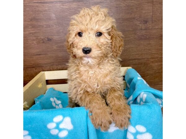 Goldendoodle Mini 2nd Gen-DOG-Female-Red-2598-Petland Florence, Kentucky