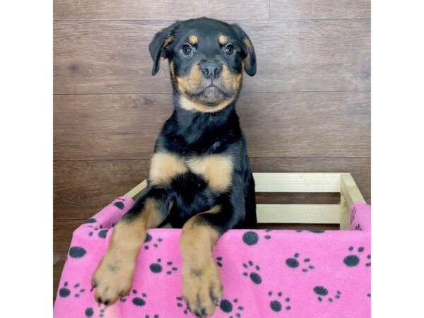 Rottweiler DOG Female Black / Mahogany 2578 Petland Florence, Kentucky