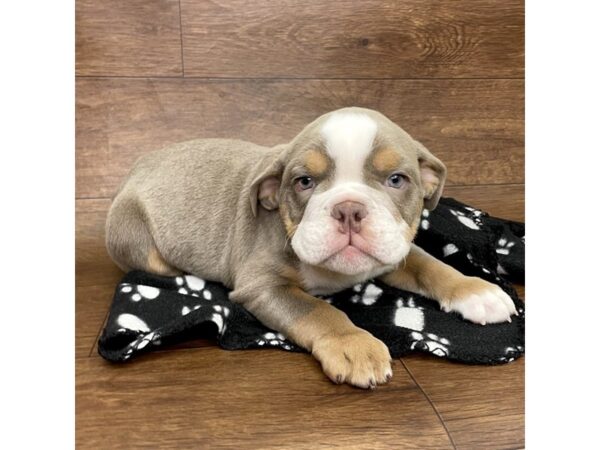 English Bulldog DOG Female Lilac Tri 2625 Petland Florence, Kentucky