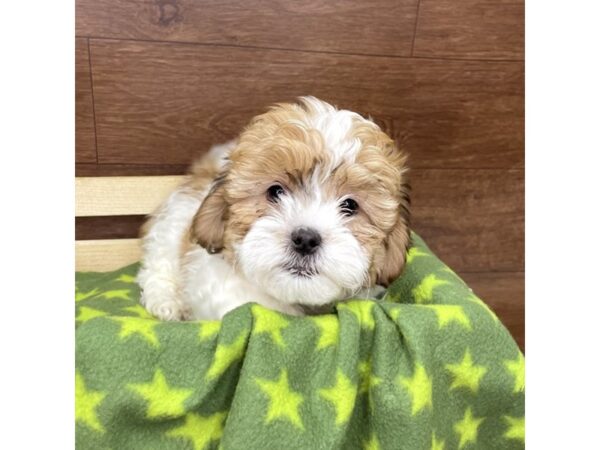 Teddy Bear DOG Male Tri Colored 2623 Petland Florence, Kentucky