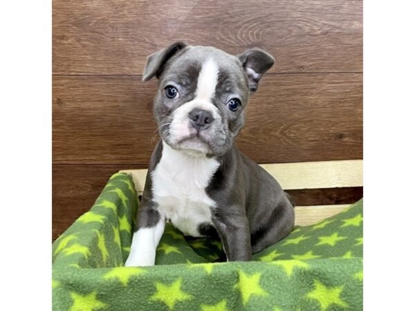 Frenchton DOG Female Blue and White 2622 Petland Florence, Kentucky