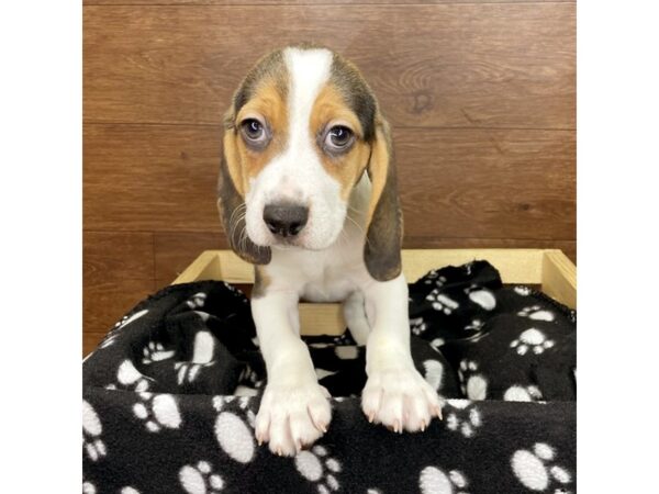 Beagle DOG Male Black Tan / White 2621 Petland Florence, Kentucky