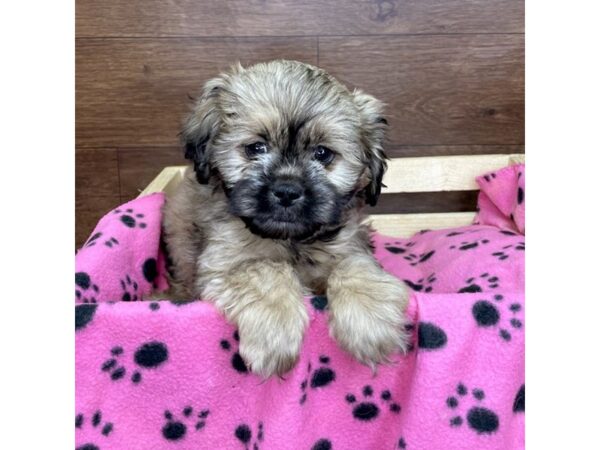 Pekeapoo DOG Male Red Sable 2620 Petland Florence, Kentucky