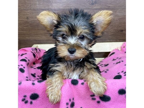 Yorkshire Terrier DOG Female Black / Tan 2619 Petland Florence, Kentucky