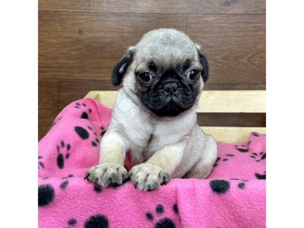 Pug DOG Male Fawn 2618 Petland Florence, Kentucky