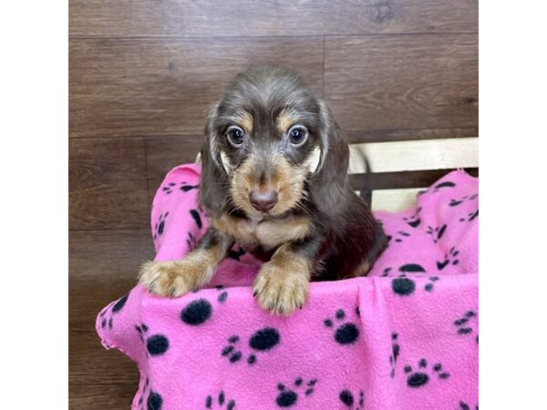 Dachshund-DOG-Female-Chocolate / Tan-2617-Petland Florence, Kentucky