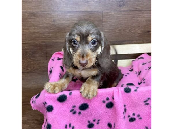 Dachshund DOG Female Chocolate / Tan 2617 Petland Florence, Kentucky