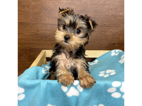 Yorkshire Terrier-DOG-Female-Black / Tan-2615-Petland Florence, Kentucky