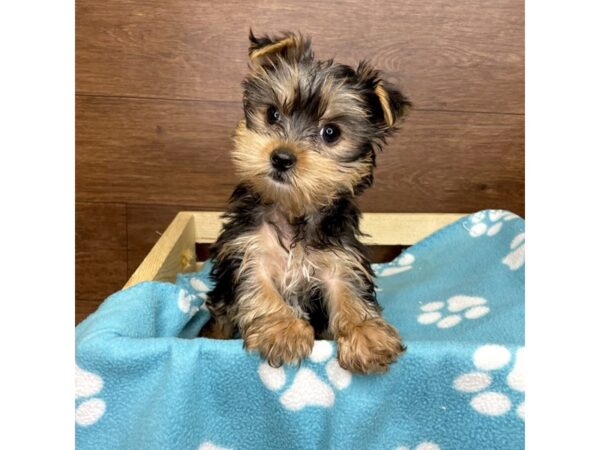 Yorkshire Terrier DOG Female Black / Tan 2615 Petland Florence, Kentucky