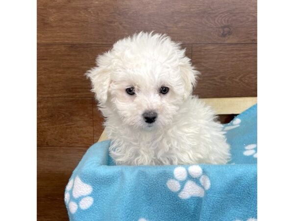 Bichon Frise DOG Female White 2612 Petland Florence, Kentucky