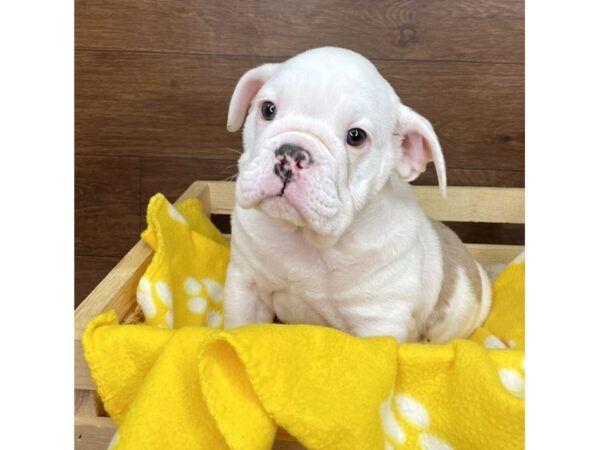 Bulldog-DOG-Male-Chocolate Merle-2613-Petland Florence, Kentucky