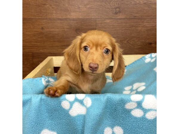 Dachshund DOG Male Red 2614 Petland Florence, Kentucky