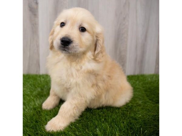 Golden Retriever DOG Male Golden 2631 Petland Florence, Kentucky