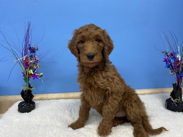 Goldendoodle 2nd Gen DOG Female Red 2695 Petland Florence, Kentucky