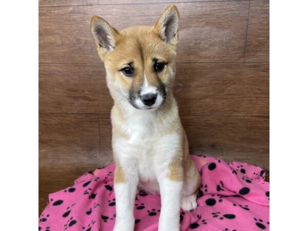 Shiba Inu-DOG-Female-Red-2626-Petland Florence, Kentucky