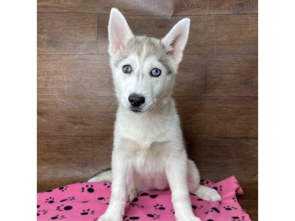 Siberian Husky DOG Female Gray / White 2627 Petland Florence, Kentucky