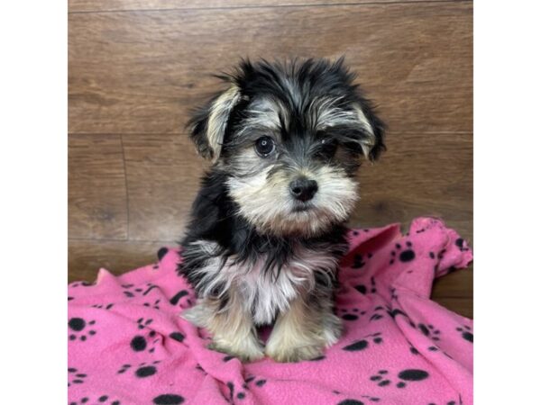 Morkie DOG Female Black / Tan 2629 Petland Florence, Kentucky