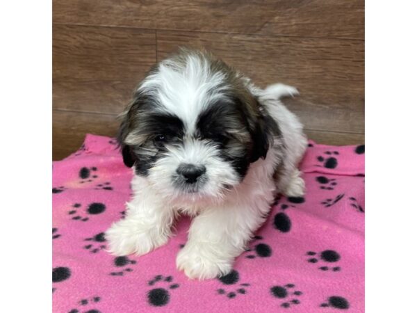 Shih Tzu DOG Female Red / White 2632 Petland Florence, Kentucky