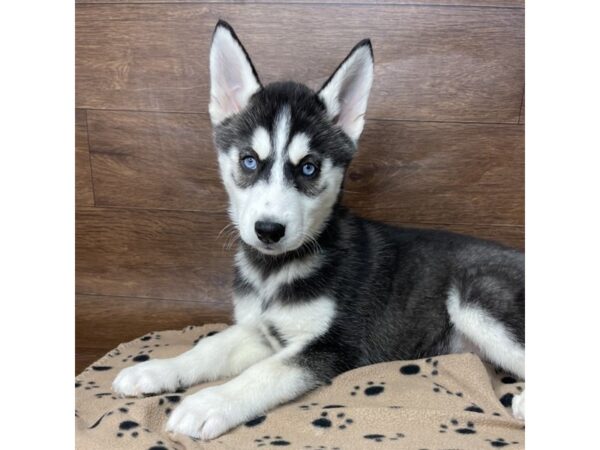 Siberian Husky DOG Male Black / White 2633 Petland Florence, Kentucky