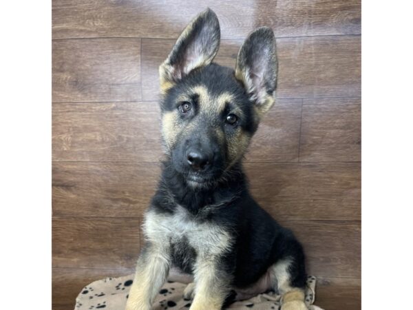 German Shepherd Dog DOG Male Black / Silver 2634 Petland Florence, Kentucky