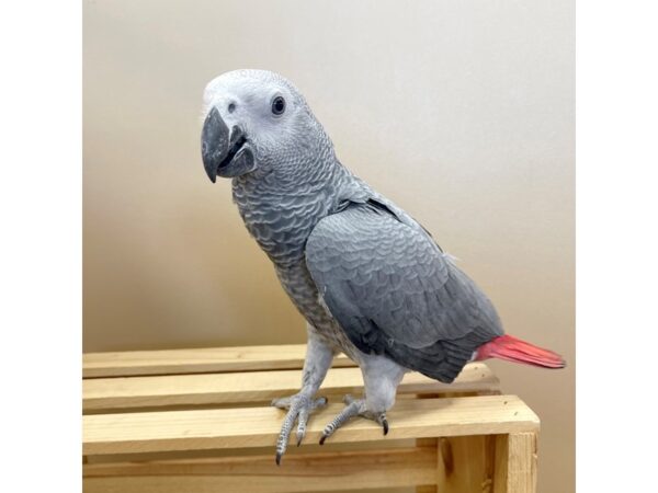 Congo African Grey BIRD 2635 Petland Florence, Kentucky