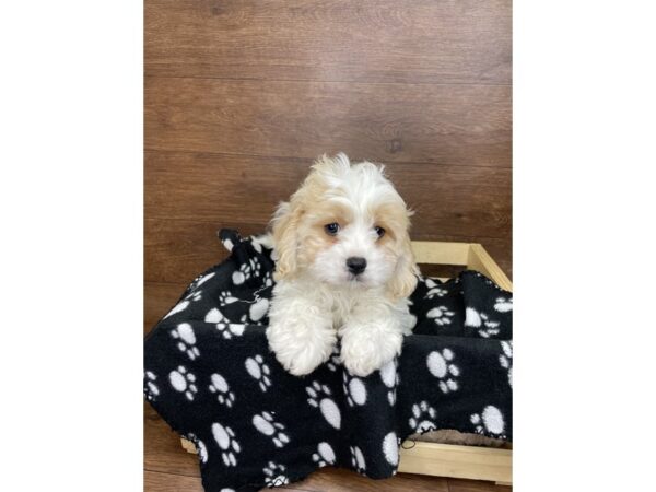 Cavachon DOG Male Red / White 2636 Petland Florence, Kentucky