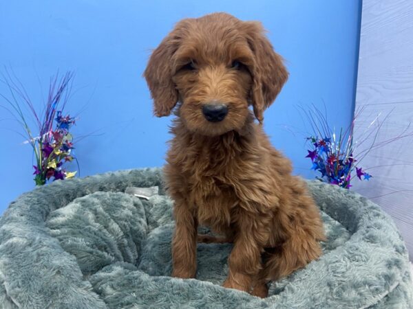 Goldendoodle 2nd Gen-DOG-Male-Red-2694-Petland Florence, Kentucky