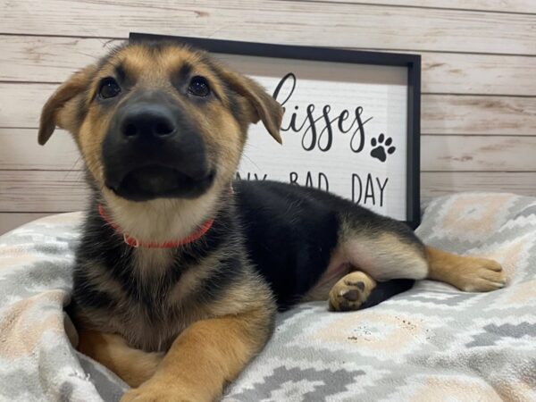 German Shepherd DOG Female Black & Tan 2699 Petland Florence, Kentucky