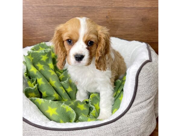 Cavalier King Charles Spaniel-DOG-Male-Blenheim-2637-Petland Florence, Kentucky