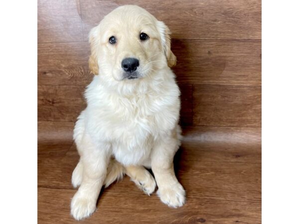 Golden Retriever DOG Female Golden 2639 Petland Florence, Kentucky