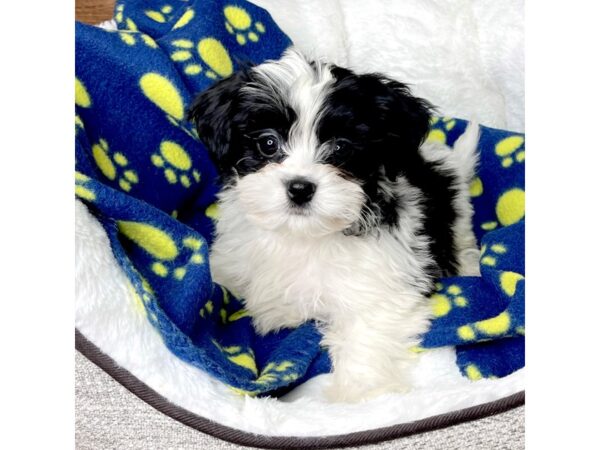 ShizaPoo DOG Male Black / White 2638 Petland Florence, Kentucky